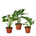 Monstera Bundle